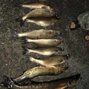 Ночная рыбалка на Онежском озере